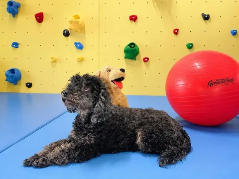 Therapiehund Fiene